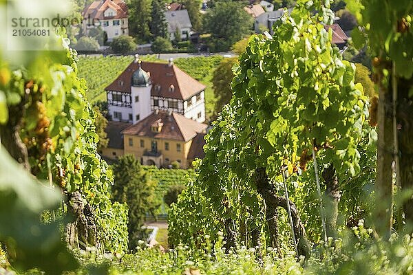 Die idyllische  unter Denkmalschutz stehende Hoflößnitz ist ein Kleinod der sächsischen Weinkulturlandschaft sowie der erste und einzige Erzeuger in Sachsen  der sich ganz dem ökologischen Anbau verschrieben hat und zertifizierte sächsische Bio-Weine keltert. In den historischen Gebäuden und auf der angrenzenden Freifläche präsentiert sich Sachsens einziges Weinbaumuseum mit Dauer- und Sonderausstellung zu regionalen Weinbau. Blick vom Weinberg ins Tal.  Haus Höflößnitz  Radebeul  Sachsen  Deutschland  Europa