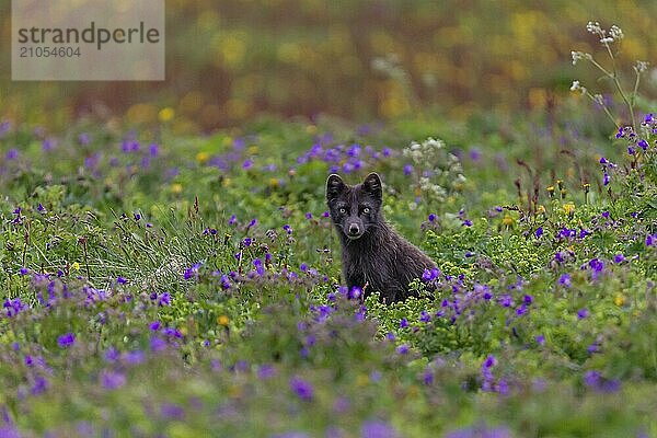 Dunkler Polarfuchs (Vulpes lagopus)  Eisfuchs  steht in einer Blumenwiese  frontal  Sommer  Hornstrandir  Westfjorde  Island  Europa