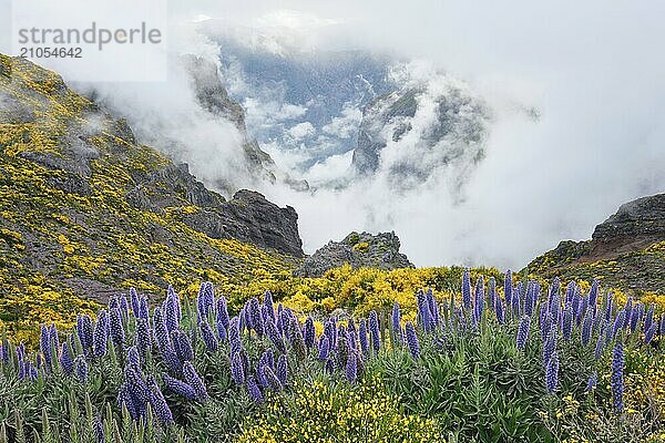 Blick vom Pico do Arieiro auf Berge in Wolken mit Pride of Madeira Blumen und blühenden Cytisus Sträuchern. Insel Madeira  Portugal  Europa