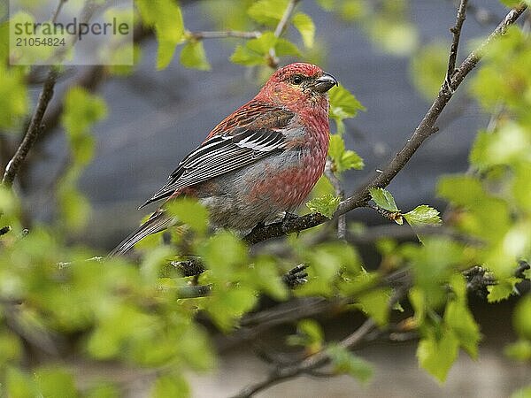 Hakengimpel (Pinicola enucleator)  erwachsenes Männchen in einer Birke sitzend  Mai  Finnisch Lappland