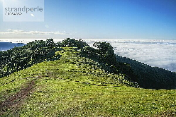 Luftaufnahme des idyllischen Fanal Laurisilva Waldes mit jahrhundertealten Kachelbäumen über den Wolken. Insel Madeira  Portugal  Europa