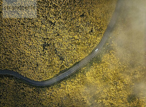 Luftaufnahme einer Straße mit weißem Auto zwischen gelb blühenden Cytisus Sträuchern in der Nähe von Pico do Arieiro  Portugal  Europa