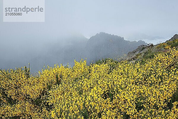 Blick auf Madeira Berge in Wolken mit blühenden Cytisus Sträuchern bei Sonnenuntergang. Insel Madeira  Portugal  Europa