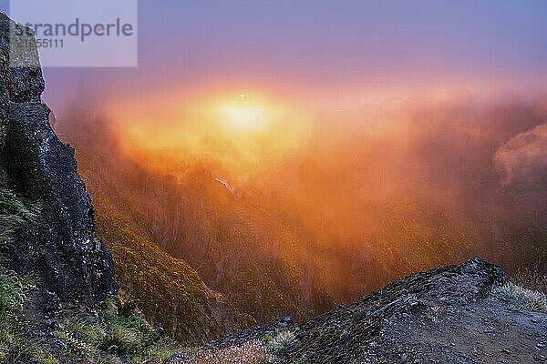 In Nebel und Wolken gehüllte Berge bei Sonnenuntergang mit blühenden Cytisus Sträuchern. In der Nähe von Pico de Arieiro  Insel Madeira  Portugal  Europa