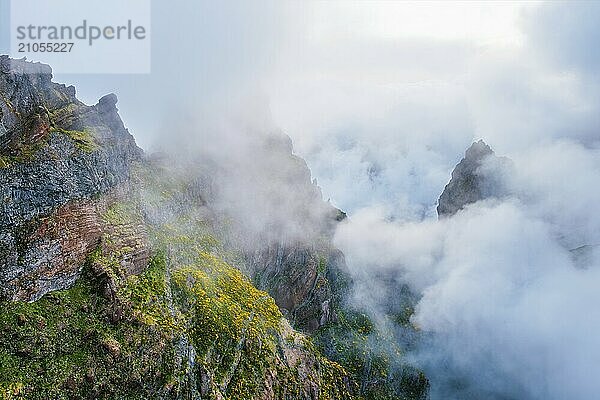 Ein in Nebel und Wolken gehüllter Berg mit blühenden Cytisus Sträuchern. In der Nähe von Pico de Arieiro  Insel Madeira  Portugal  Europa