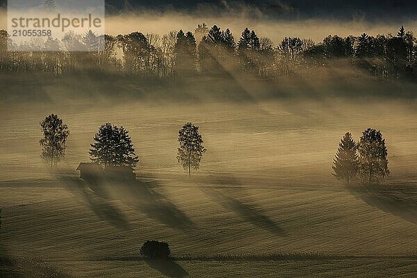 Silhouette von Bäumen im Nebel und Morgenlicht  Loisach-Kochelsee-Moore  Alpenvorland  Bayern  Deutschland  Europa