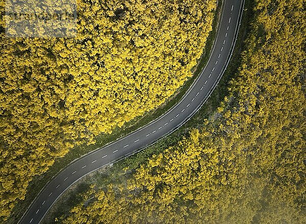 Luftaufnahme einer Straße zwischen gelb blühenden Cytisus Sträuchern in der Nähe von Pico do Arieiro  Portugal  Europa