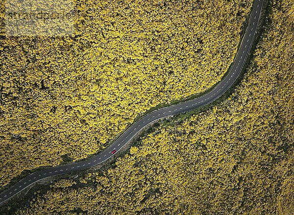 Luftaufnahme einer Straße mit rotem Auto zwischen gelb blühenden Cytisus Sträuchern bei Pico do Arieiro  Portugal  Europa