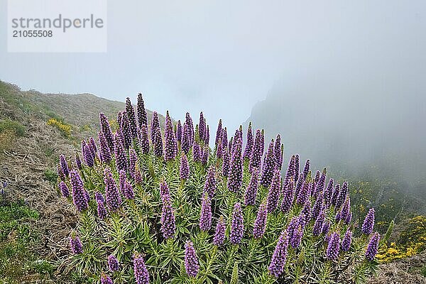 Blick in der Nähe von Pico do Arieiro auf Berge in Wolken mit Stolz auf Madeira Blumen und blühende Cytisus Sträucher. Insel Madeira  Portugal  Europa