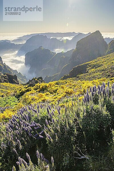 Blick vom Pico do Arieiro auf die Berge über den Wolken mit dem Stolz der Blumen von Madeira und blühenden Cytisus Sträuchern bei Sonnenuntergang mit Sonnenaufgang. Insel Madeira  Portugal  Europa