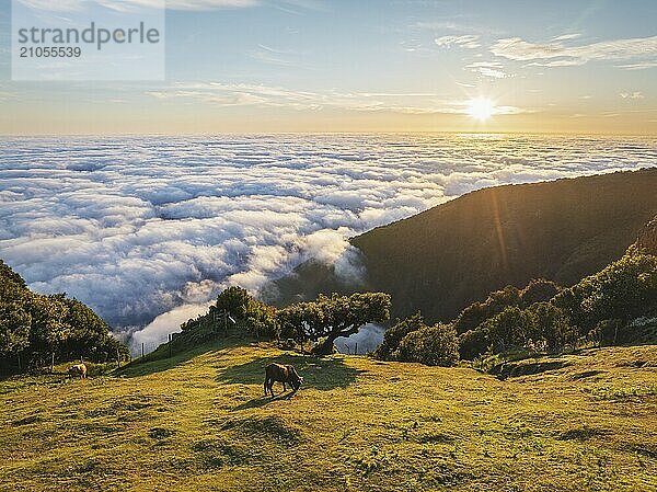 Luftaufnahme des Sonnenaufgangs über Wolken und grünen Hügeln mit grasenden Kühen am Berg Fanal  Insel Madeira  Portugal  Europa