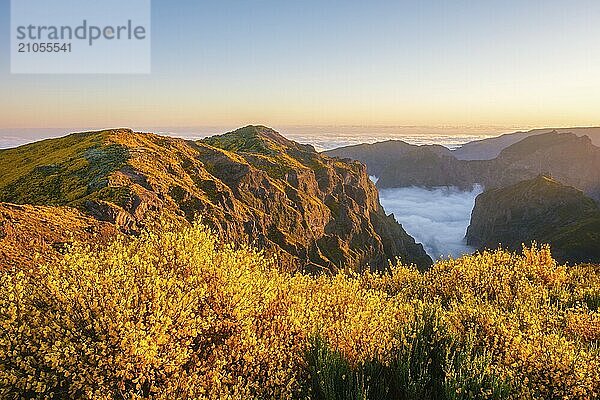 Blick vom Pico do Arieiro auf die Berge über den Wolken mit blühenden Cytisus Sträuchern bei Sonnenuntergang mit Sonnenaufgang  Insel Madeira  Portugal  Europa