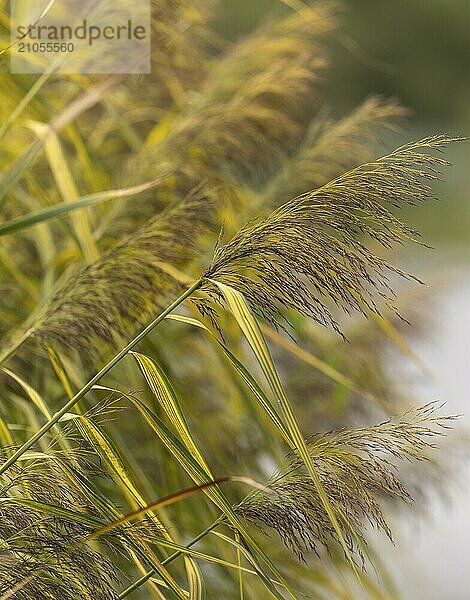 Schilfrohr (Phragmites australis)  grün braun  Nahaufnahme  Hintergrund freigestellt grün  Dortmund  Deutschland  Europa