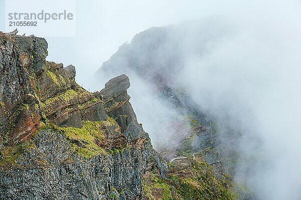 Ein in Nebel und Wolken gehüllter Berg mit blühenden Cytisus Sträuchern. In der Nähe von Pico de Arieiro  Insel Madeira  Portugal  Europa