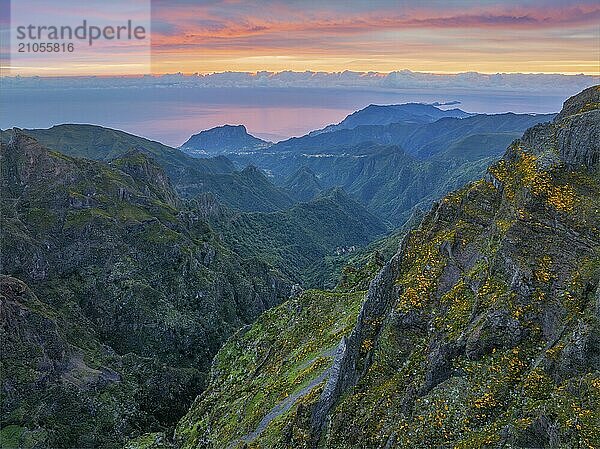 In Nebel und Wolken gehüllte Berge bei Sonnenaufgang mit blühenden Cytisus Sträuchern. In der Nähe von Pico de Arieiro  Insel Madeira  Portugal  Europa