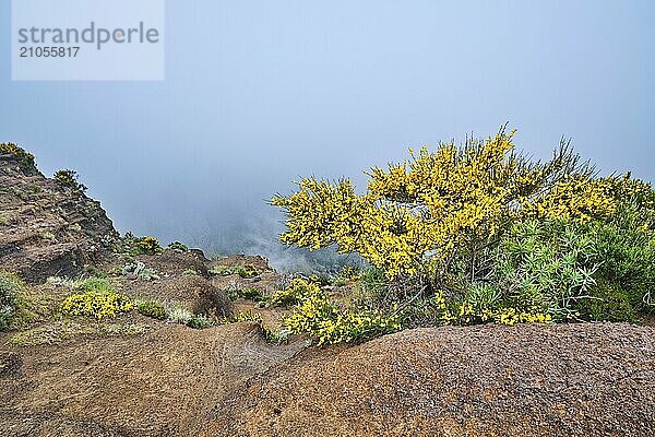 Blick in der Nähe des Pico do Arieiro auf Berge in Wolken mit blühenden Cytisus Sträuchern. Insel Madeira  Portugal  Europa