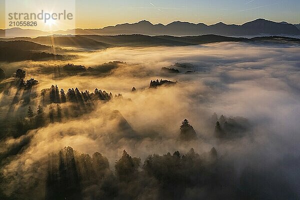 Luftaufnahme von Bäumen im Nebel vor Bergen  Sonnenaufgang  Sommer  Blick auf Benediktenwand und Jochberg  Alpenvorland  Oberbayern  Bayern  Deutschland  Europa