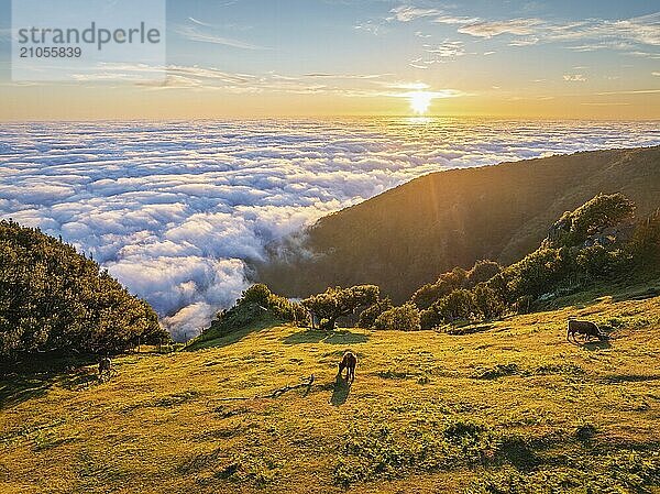 Luftaufnahme des Sonnenaufgangs über Wolken und grünen Hügeln mit grasenden Kühen am Berg Fanal  Insel Madeira  Portugal  Europa