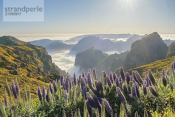 Blick vom Pico do Arieiro auf die Berge über den Wolken mit dem Stolz der Blumen von Madeira und blühenden Cytisus Sträuchern bei Sonnenuntergang mit Sonnenaufgang. Insel Madeira  Portugal  Europa