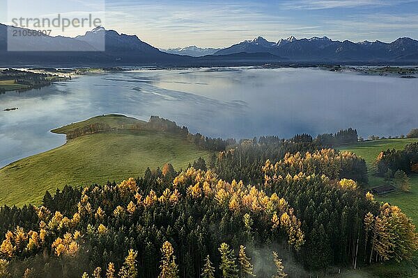 Luftaufnahme eines Sees vor Bergen im Morgenlicht  Nebel  Herbst  Forggensee  Blick auf Säuling und Ammergebirge  Alpenvorland  Oberbayern  Bayern  Deutschland  Europa