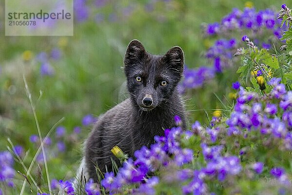 Dunkler Polarfuchs (Vulpes lagopus)  Eisfuchs  steht in einer Blumenwiese  frontal  Sommer  Hornstrandir  Westfjorde  Island  Europa