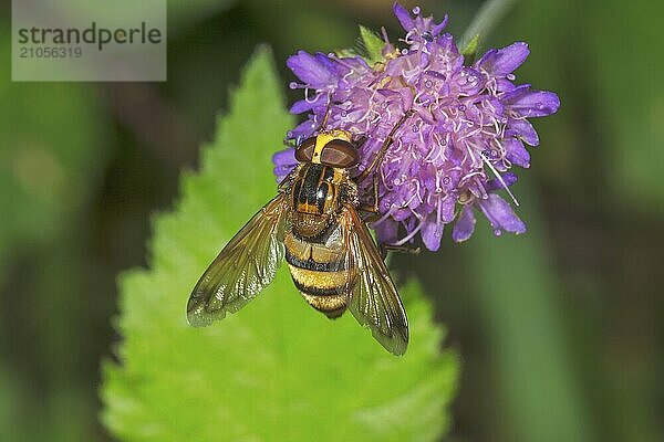 Gebänderte Waldschwebfliege (Volucella inanis) sitzt auf Blüte einer Wald-Witwenblume (Knautia dipsacifolia) mit grünem Hintergrund  Baden-Württemberg  Deutschland  Europa