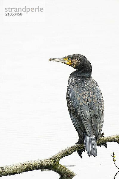 Kormoran (Phalacrocorax carbo)  auf einem dicken Ast sitzend und nach links schauend  Profilansicht  Gefieder klar erkennbar  Braun schwarz  Hintergrund weiß mit leicht sichtbaren Wellen im Wasser  Herdecke  Deutschland  Europa