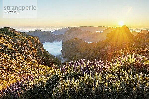 Blick vom Pico do Arieiro auf die Berge über den Wolken mit dem Stolz der Blumen von Madeira und blühenden Cytisus Sträuchern bei Sonnenuntergang mit Sonnenaufgang. Insel Madeira  Portugal  Europa