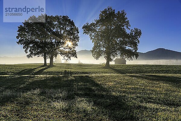 Silhouette von Bäumen im Nebel und Morgenlicht  Sonnenstrahlen  Berglandschaft  Loisach-Kochelsee-Moore  Alpenvorland  Bayern  Deutschland  Europa