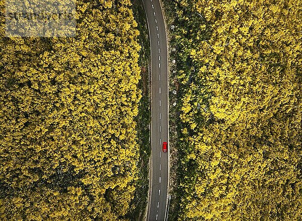 Luftaufnahme einer Straße mit rotem Auto zwischen gelb blühenden Cytisus Sträuchern bei Pico do Arieiro  Portugal  Europa