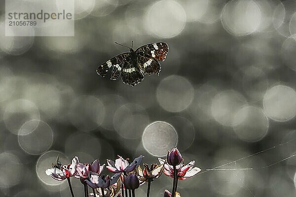 Ein Landkärtchen (Araschnia levana) fliegt über blühende Blumen vor einem unscharfen Hintergrund mit Lichtreflexen und Bokeh  Hessen  Deutschland  Europa