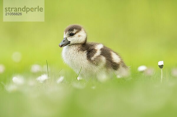 Nilgansküken (Alopochen aegyptiaca)  Profilansicht Ganzkörper  in Wiese mit Gänseblümchen stehend  freigestellter grüner Hintergrund  Dortmund  Deutschland  Europa