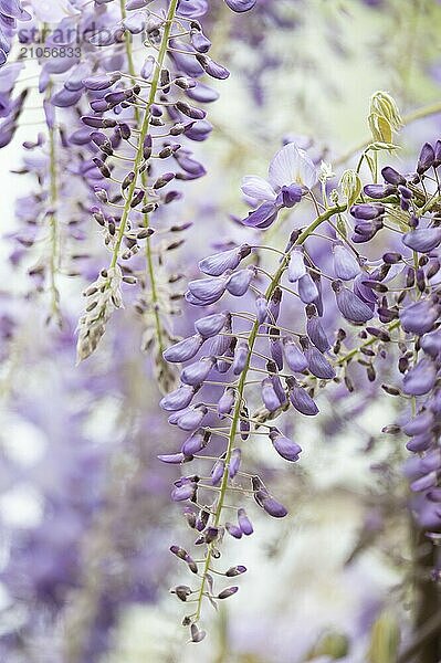 Blauregen (Wisteria) herunterhängend  fliederfarben  Nahaufnahme  Hintergrund weiß verschwommen  Dortmund  Deutschland  Europa