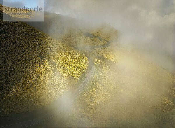 Luftaufnahme einer Straße zwischen gelb blühenden Cytisus Sträuchern in der Nähe von Pico do Arieiro  Portugal in Wolken