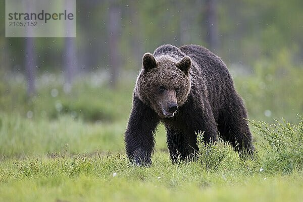 Braunbär (Ursus arctos) in der finnischen Taiga  Kuusamo  Finnland  Europa