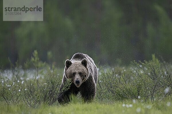 Braunbär (Ursus arctos) in der finnischen Taiga  Kuusamo  Finnland  Europa