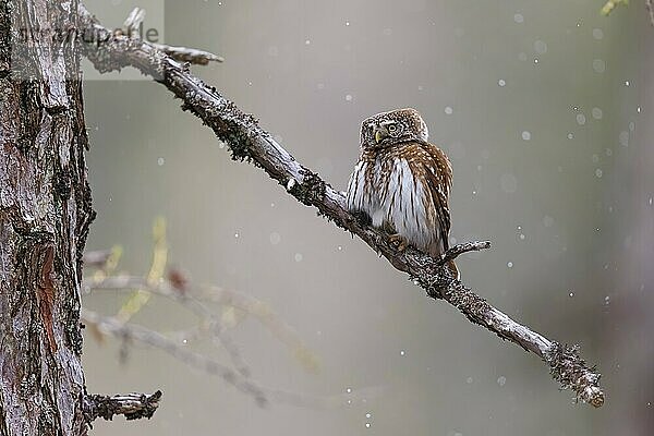 Sperlingskauz  Familie der Eulen  (Glaucidium passerinum)  Luce  Mountain area  Luce  Styria  Slowenien  Europa