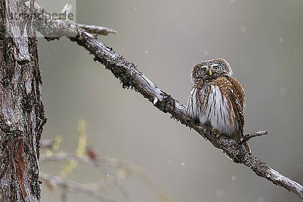 Sperlingskauz  Familie der Eulen  (Glaucidium passerinum)  Luce  Mountain area  Luce  Styria  Slowenien  Europa