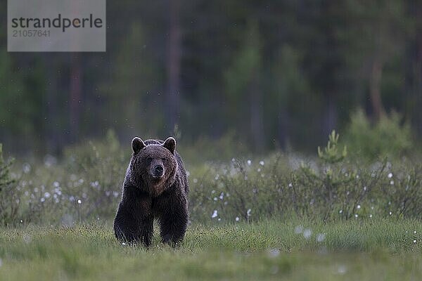 Braunbär (Ursus arctos) in der finnischen Taiga  Kuusamo  Finnland  Europa