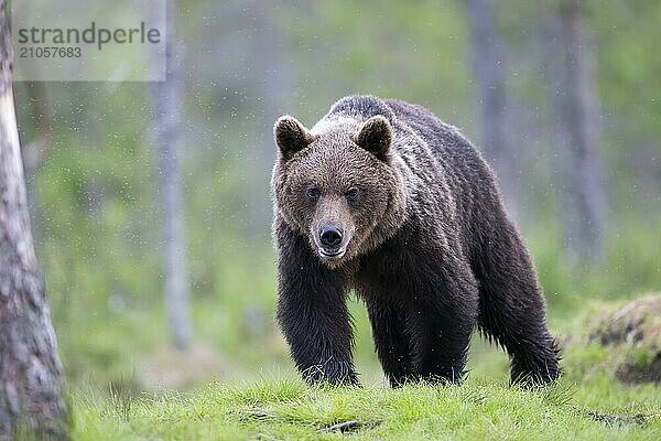 Braunbär (Ursus arctos) in der finnischen Taiga  Kuusamo  Finnland  Europa