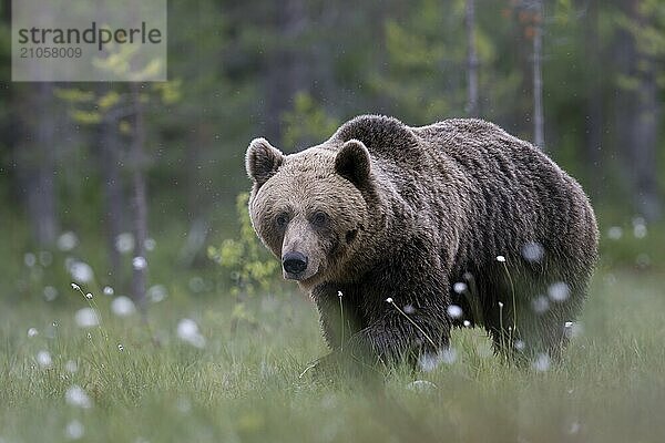 Braunbär (Ursus arctos) in der finnischen Taiga  Kuusamo  Finnland  Europa