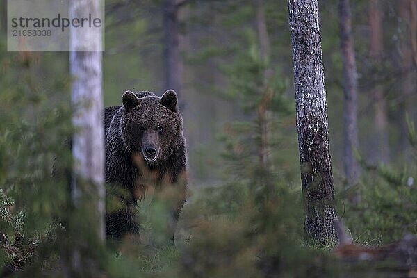 Braunbär (Ursus arctos) in der finnischen Taiga  Kuusamo  Finnland  Europa