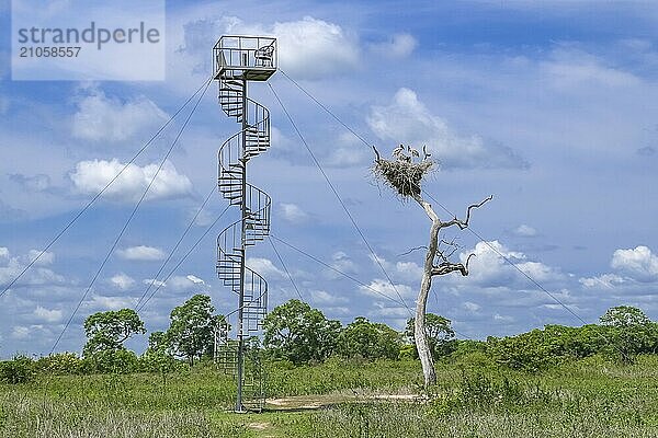 Blick auf ein Jabiru Nest mit Jungtieren auf einem Baum und einem angrenzenden Beobachtungsturm vor blauem Himmel mit Wolken  Pantanal Feuchtgebiete  Mato Großo  Brasilien  Südamerika