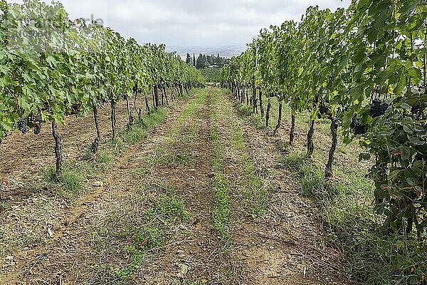 Schöne Aussicht auf die toskanische Landschaft und Sehenswürdigkeiten. Traubenfelder und Olivenöl. Von Montalcino über Montepulciano bis Siena. Sommer in Italien