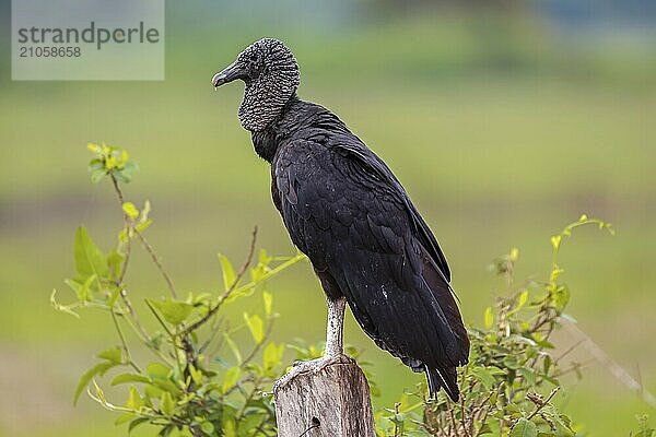 Seitenansicht eines Mönchsgeiers vor grünem Hintergrund  Pantanal Feuchtgebiete  Mato Großo  Brasilien  Südamerika