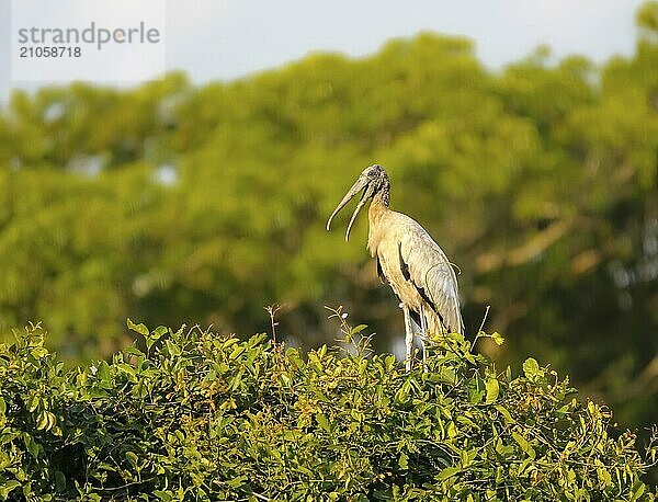 Waldstorch in einer Baumkrone vor grünem Hintergrund  Pantanal Feuchtgebiete  Mato Großo  Brasilien  Südamerika