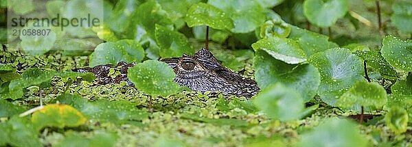 Nördlicher Brillenkaiman (Caiman crocodilus) liegt im Wasser  mit Kopf über Wasser  zwischen Wasserpflanzen  Tortuguero Nationalpark  Costa Rica  Mittelamerika