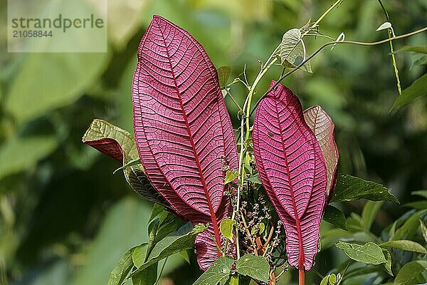 Wunderschön gemusterte rote Blätter vor grünem Hintergrund  Itatiaia  Brasilien  Südamerika