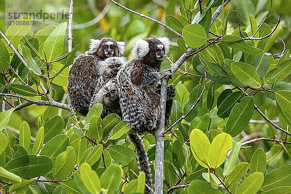 Junges Seidenäffchen auf einem Ast sitzend  natürlicher grüner Hintergrund  Paraty  Brasilien  Südamerika