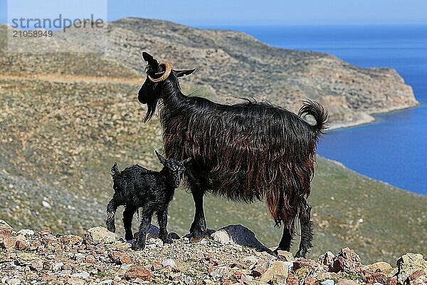 Ziege (caprae) und frisch geborenes Kitz auf felsigem Untergrund mit einem Küstenblick  Halbinsel Gramvoussa  Nordwesten Kretas  Kreta  Griechische Inseln  Griechenland  Europa